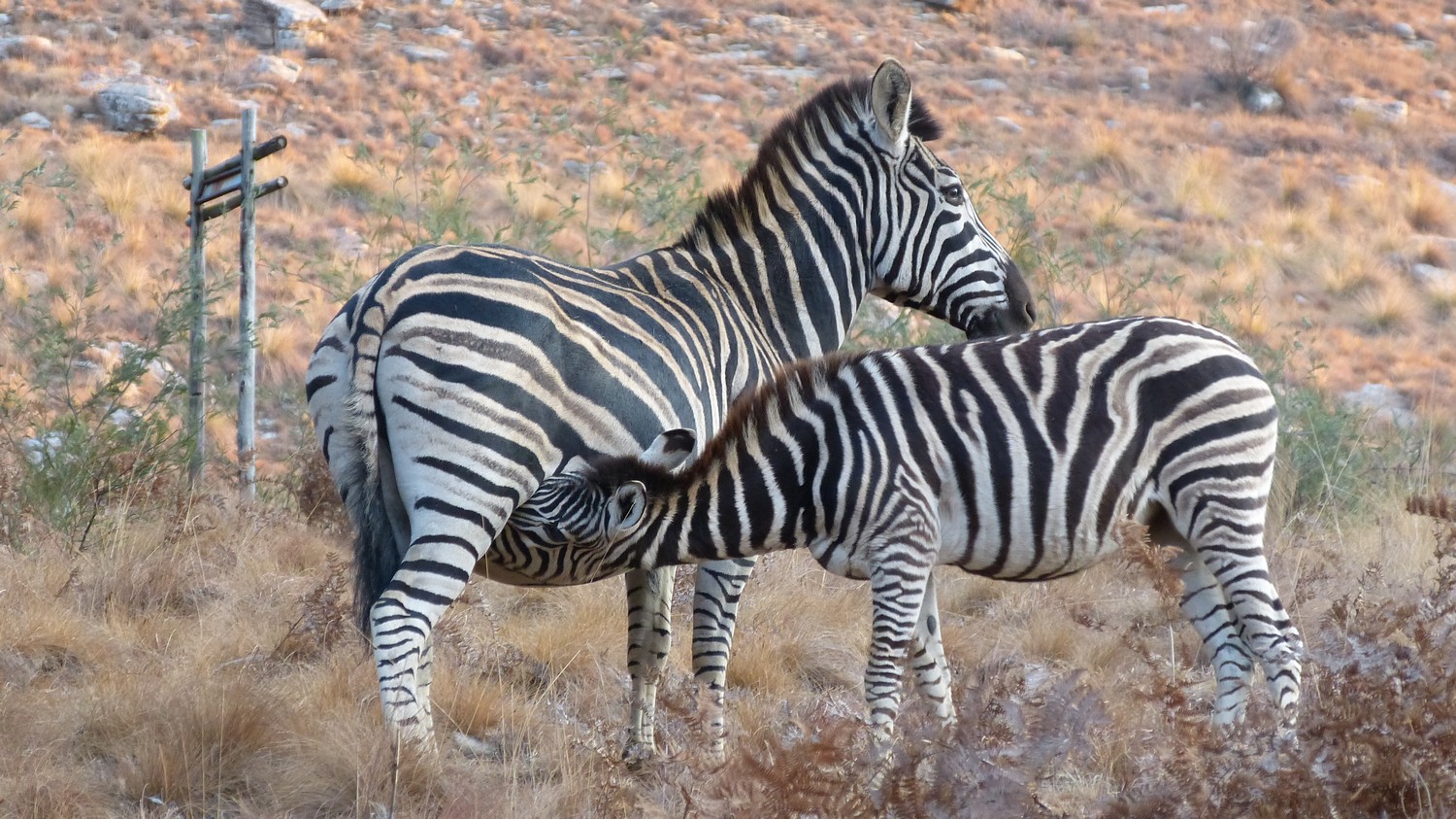 agenzia viaggi specializzata per il Sud Africa