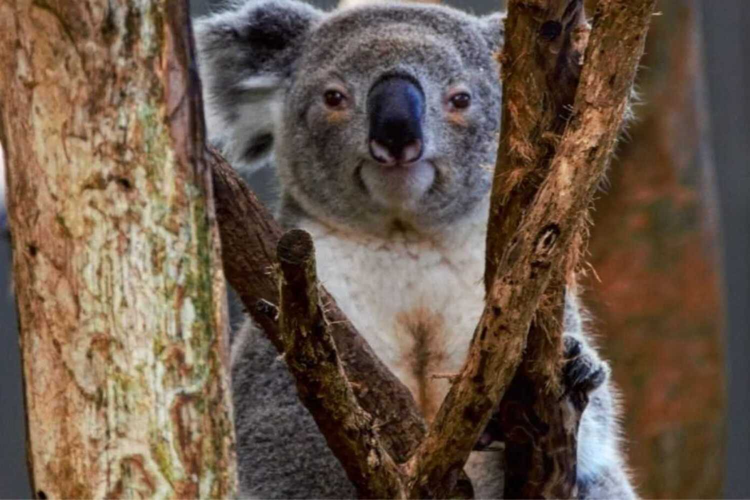 viaggio personalizzato Australia