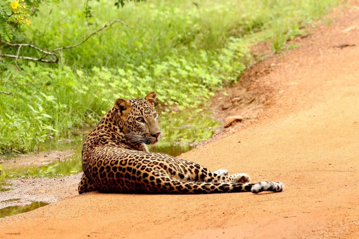 itinerari su misura per Sri Lanka