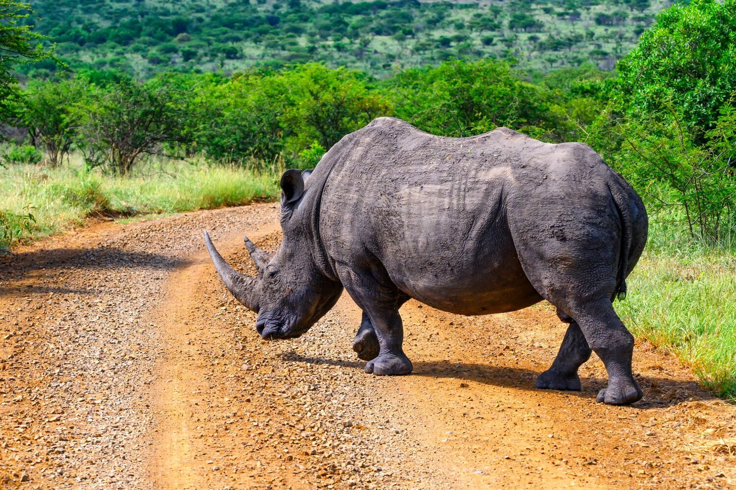 itinerari su misura per Sud Africa