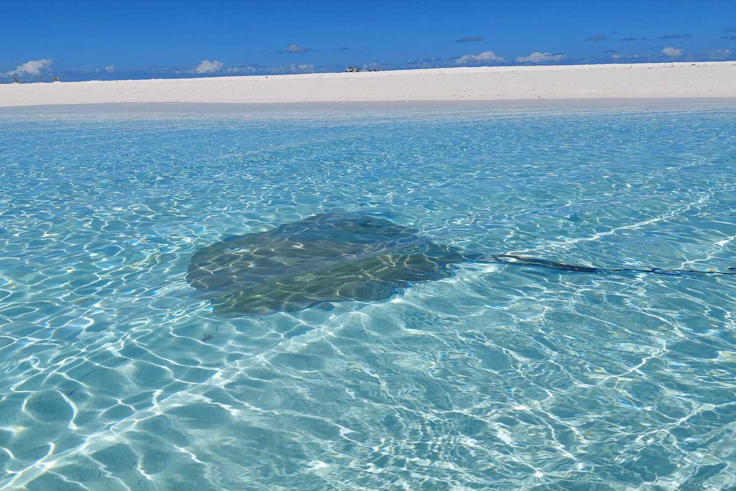 Mal, atolli, resort, immersioni, snorkeling, squali balena, mante