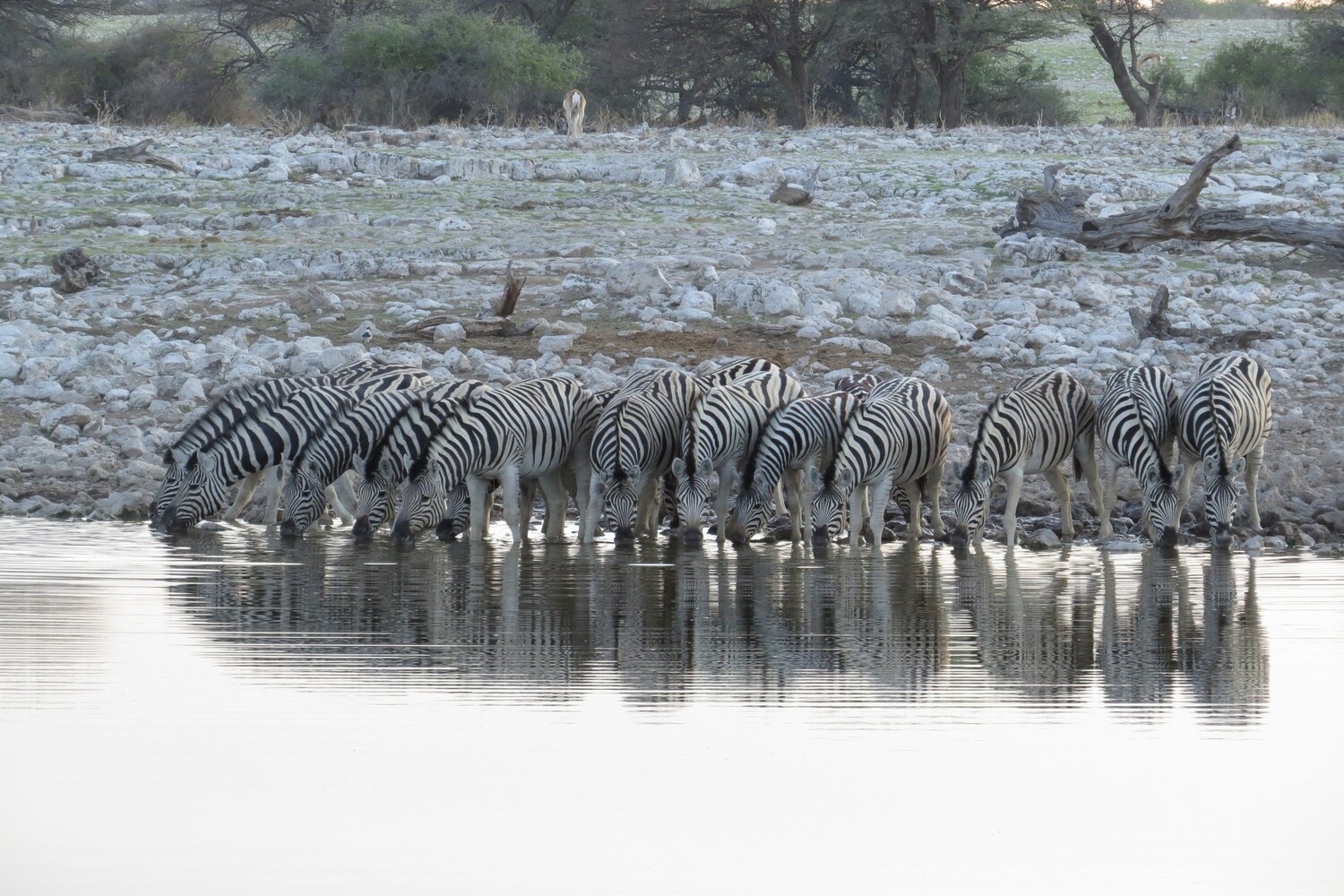 parco Etosha, Deadvlei, Sossusvlei, Sandwich Harbour, Walvis Bay, game drive riserva privata