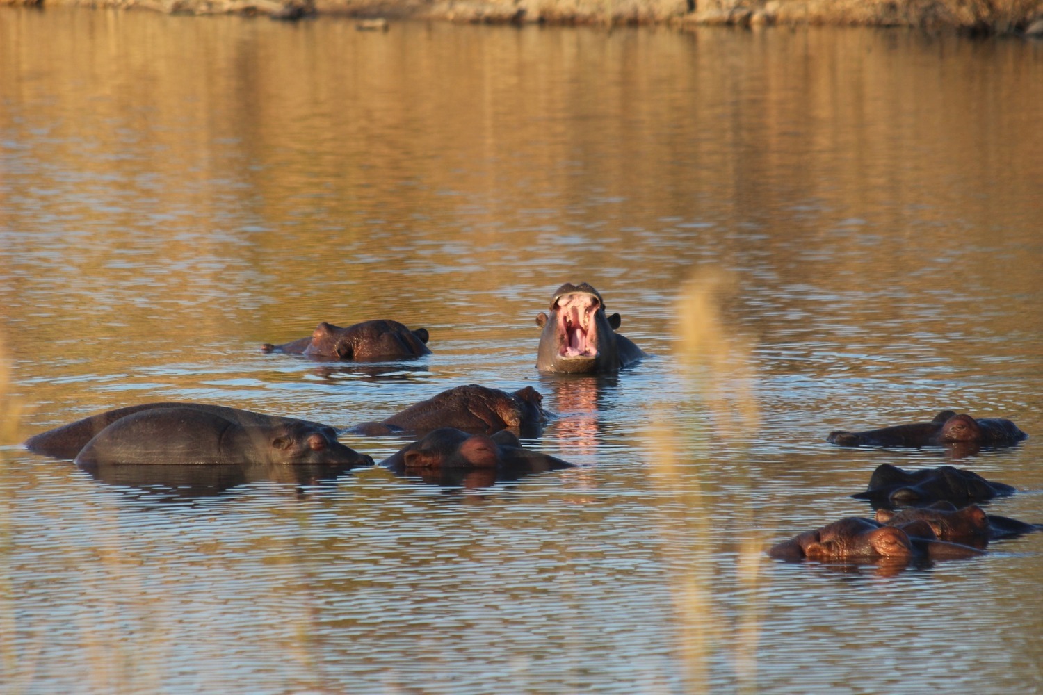 Cape Town, Kruger, riserva privata, pinguini, game drive, Garden Route