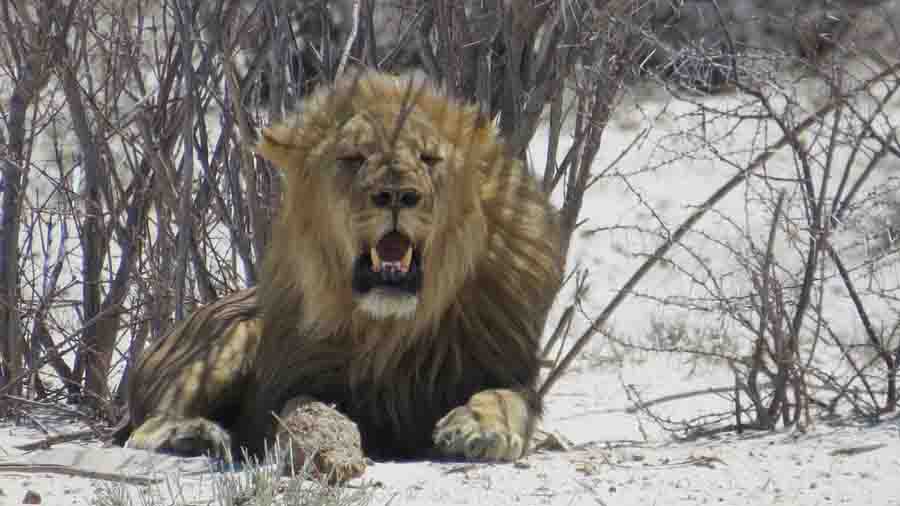 A"Namibia"
