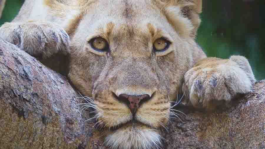 Sud Africa